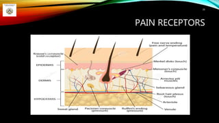 PAIN RECEPTORS
26
 