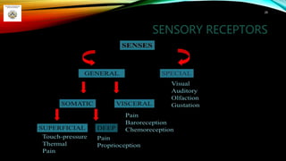 SENSORY RECEPTORS
28
 