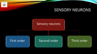 SENSORY NEURONS
Sensory neurons
First order Second order Third order
42
 