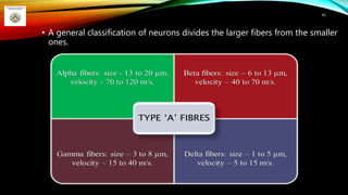 • A general classification of neurons divides the larger fibers from the smaller
ones.
45
 