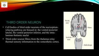 THIRD ORDER NEURON
• Cell bodies of third order neurons of the nociception-
relaying pathway are housed in: the ventral posterior
lateral, the ventral posterior inferior, and the intra-
laminar thalamic nuclei
• Third order neuron fibres from the thalamus relay
thermal sensory information to the somesthetic cortex.
49
 