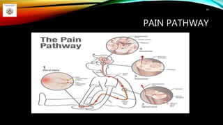 PAIN PATHWAY
50
 