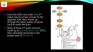 • From the SGR, next order ( i.e. 2nd
order) neuron arises, crosses to the
opposite side, then moves up
through the white matter of spinal
cord to reach the brain.
• Most of these 2nd order neurons
travel up as spinothalamic tract (STT),
then ultimately terminate in the
proper area of thalamus.
52
 