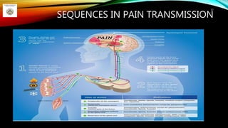 SEQUENCES IN PAIN TRANSMISSION
57
 
