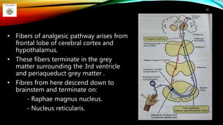 • Fibers of analgesic pathway arises from
frontal lobe of cerebral cortex and
hypothalamus.
• These fibers terminate in the grey
matter surrounding the 3rd ventricle
and periaqueduct grey matter .
• Fibres from here descend down to
brainstem and terminate on:
- Raphae magnus nucleus.
- Nucleus reticularis.
82
 