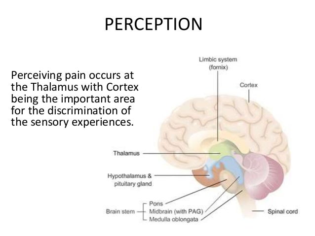 Image Result For Cingulate Cortex Cerebral Cortex Image Result For Cingulate Cortex Cerebral Cortex