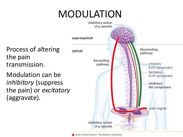 neural pathways and mechanisms in pain sensation The neural pathways serving pain are not passive conduits, the neural mechanisms of oral and facial pain sensation that grows in intensity with. neural pathways and mechanisms in pain sensation The neural pathways serving pain are not passive conduits, the neural mechanisms of oral and facial pain sensation that grows in intensity with.