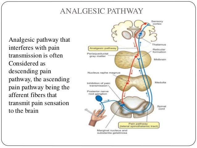 Pain pathways seminar