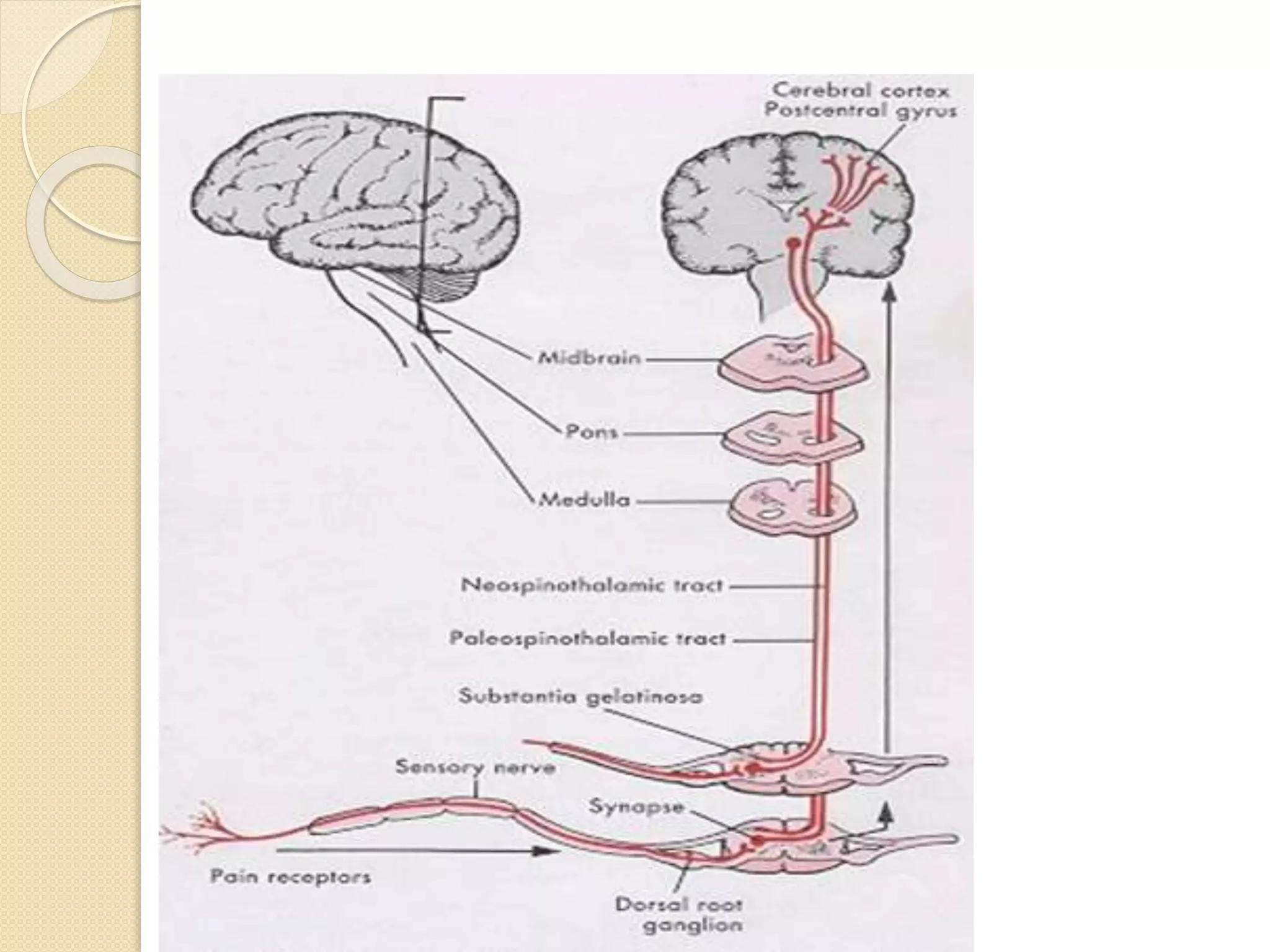 PATHOPHYSIOLOGY AND MANAGEMEMENT OF PAIN | PPTX