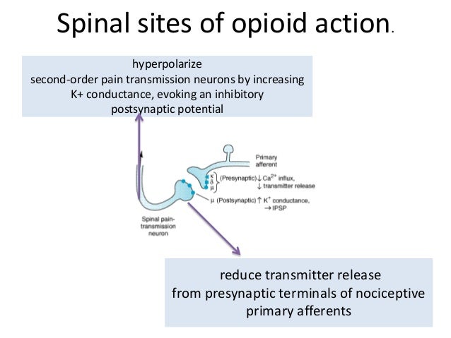 morphine mechanism of action