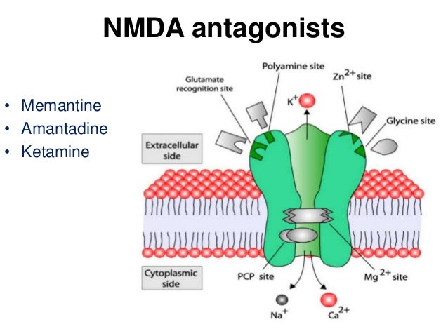 Amantadine Glutamate Antagonist Amantadine Glutamate Antagonist