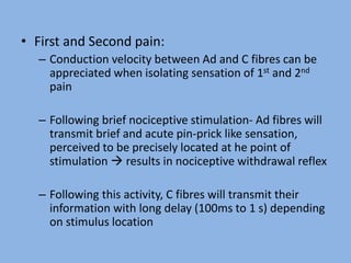 • First and Second pain:
– Conduction velocity between Ad and C fibres can be
appreciated when isolating sensation of 1st and 2nd
pain
– Following brief nociceptive stimulation- Ad fibres will
transmit brief and acute pin-prick like sensation,
perceived to be precisely located at he point of
stimulation  results in nociceptive withdrawal reflex
– Following this activity, C fibres will transmit their
information with long delay (100ms to 1 s) depending
on stimulus location
 