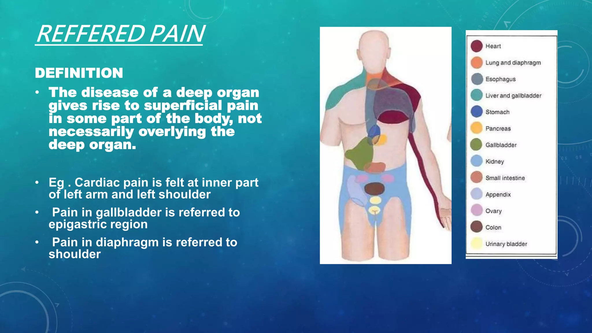 Referred Pain Explained pain its physiology and pathways | PPTX