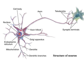 Structure of neuron
 
