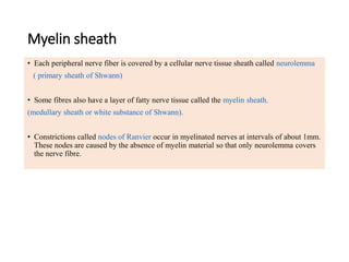 Myelin sheath
• Each peripheral nerve fiber is covered by a cellular nerve tissue sheath called neurolemma
( primary sheath of Shwann)
• Some fibres also have a layer of fatty nerve tissue called the myelin sheath.
(medullary sheath or white substance of Shwann).
• Constrictions called nodes of Ranvier occur in myelinated nerves at intervals of about 1mm.
These nodes are caused by the absence of myelin material so that only neurolemma covers
the nerve fibre.
 