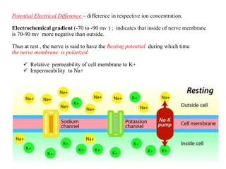 Potential Electrical Difference – difference in respective ion concentration.
Electrochemical gradient (-70 to -90 mv ) ; indicates that inside of nerve membrane
is 70-90 mv more negative than outside.
Thus at rest , the nerve is said to have the Resting potential during which time
the nerve membrane is polarized.
 Relative permeability of cell membrane to K+
 Impermeability to Na+
 