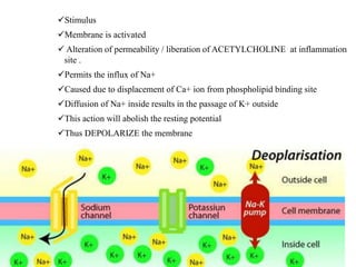 Stimulus
Membrane is activated
 Alteration of permeability / liberation of ACETYLCHOLINE at inflammation
site .
Permits the influx of Na+
Caused due to displacement of Ca+ ion from phospholipid binding site
Diffusion of Na+ inside results in the passage of K+ outside
This action will abolish the resting potential
Thus DEPOLARIZE the membrane
 