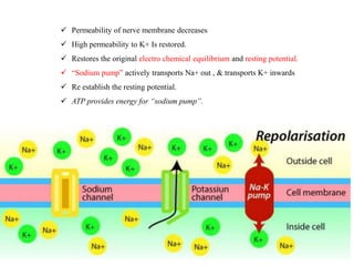  Permeability of nerve membrane decreases
 High permeability to K+ Is restored.
 Restores the original electro chemical equilibrium and resting potential.
 “Sodium pump” actively transports Na+ out , & transports K+ inwards
 Re establish the resting potential.
 ATP provides energy for “sodium pump”.
 