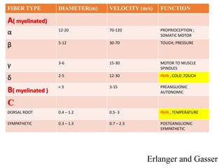 Erlanger and Gasser
FIBER TYPE DIAMETER(m) VELOCITY (m/s) FUNCTION
A( myelinated)
α 12-20 70-120 PROPRIOCEPTION ;
SOMATIC MOTOR
β 5-12 30-70 TOUCH; PRESSURE
γ 3-6 15-30 MOTOR TO MUSCLE
SPINDLES
δ 2-5 12-30 PAIN , COLD ,TOUCH
B( myelinated )
< 3 3-15 PREANGLIONIC
AUTONOMIC
C
DORSAL ROOT 0.4 – 1.2 0.5- 3 PAIN , TEMPERATURE
SYMPATHETIC 0.3 – 1.3 0.7 – 2.3 POSTGANGLIONIC
SYMPATHETIC
 