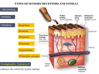 TYPES OF SENSORY RECEPTORS AND STIMULI
MECHANICAL
CHEMICAL
THERMAL
Bradykinin
Serotonin
Histamine
Potassium
Acetylcholine
Proteolytic enzymes
Prostaglandins , Substance P
enhances the sensitivity of pain endings
 
