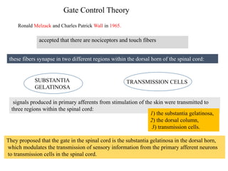 Gate Control Theory
Ronald Melzack and Charles Patrick Wall in 1965.
accepted that there are nociceptors and touch fibers
these fibers synapse in two different regions within the dorsal horn of the spinal cord:
SUBSTANTIA
GELATINOSA
TRANSMISSION CELLS
signals produced in primary afferents from stimulation of the skin were transmitted to
three regions within the spinal cord:
1) the substantia gelatinosa,
2) the dorsal column,
3) transmission cells.
They proposed that the gate in the spinal cord is the substantia gelatinosa in the dorsal horn,
which modulates the transmission of sensory information from the primary afferent neurons
to transmission cells in the spinal cord.
 