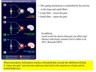 • This gating mechanism is controlled by the activity
in the large and small fibers
• Large fiber – closes the gate
• Small fiber – opens the gate
When nociceptive information reaches a threshold that exceeds the inhibition elicited,
it “opens the gate” and activates pathways that lead to the experience of pain and its
related behaviors.
In addition,
recent work has shown that pain can affect and
interact with motor systems (Avivi-Arber et al.
2011; Borsook 2007).
 