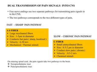 DUAL TRANSMISSION OF PAIN SIGNALS INTO CNS
• Free nerve endings use two separate pathways for transmitting pain signals in
to the CNS.
• The two pathways corresponds to the two different types of pain,
A δ FIBER
 Large myelinated fibers
 Size : 1-5μm in diameter
 Conducts fast pain ( sharp, localized )
 Velocity : 6-30 m/s
 Mechanical / Thermal stimuli
C FIBER
 Small unmyelinated fibers
 Size : 0.5-2 μm in diameter
 Conduct slow pain ( chronic)
 Velocity : 0.5-2 m/s
 Chemical stimuli
FAST – SHARP PAIN PATHWAY
SLOW – CHRONIC PAIN PATHWAY
On entering spinal cord , the pain signals take two pathways to the brain.
 Neospinothalamic tract
 Paleospinothalamic tract
 