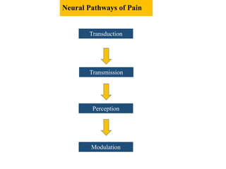 Neural Pathways of Pain
Transduction
Transmission
Perception
Modulation
 
