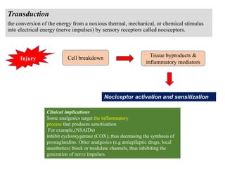 Transduction
the conversion of the energy from a noxious thermal, mechanical, or chemical stimulus
into electrical energy (nerve impulses) by sensory receptors called nociceptors.
Nociceptor activation and sensitization
Injury Cell breakdown Tissue byproducts &
inflammatory mediators
Clinical implications
Some analgesics target the inflammatory
process that produces sensitization.
For example,(NSAIDs)
inhibit cyclooxygenase (COX), thus decreasing the synthesis of
prostaglandins. Other analgesics (e.g antiepileptic drugs, local
anesthetics) block or modulate channels, thus inhibiting the
generation of nerve impulses.
 