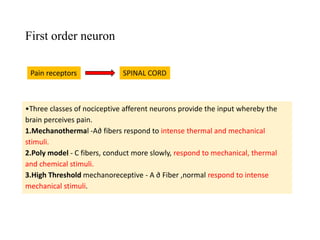 First order neuron
Pain receptors SPINAL CORD
•Three classes of nociceptive afferent neurons provide the input whereby the
brain perceives pain.
1.Mechanothermal -A∂ fibers respond to intense thermal and mechanical
stimuli.
2.Poly model - C fibers, conduct more slowly, respond to mechanical, thermal
and chemical stimuli.
3.High Threshold mechanoreceptive - A ∂ Fiber ,normal respond to intense
mechanical stimuli.
 