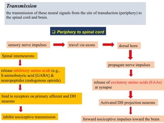 Transmission
the transmission of these neural signals from the site of transduction (periphery) to
the spinal cord and brain.
 Periphery to spinal cord
sensory nerve impulses travel via axons dorsal horn
propagate nerve impulses
release of excitatory amino acids (EAAs)
at synapse
Activated DH projection neurons
forward nociceptive impulses toward the brain
Spinal interneurons
release inhibitory amino acids (e.g.,
$-aminobutyric acid [GABA] &
neuropeptides (endogenous opioids)
bind to receptors on primary afferent and DH
neurons
inhibit nociceptive transmission
 