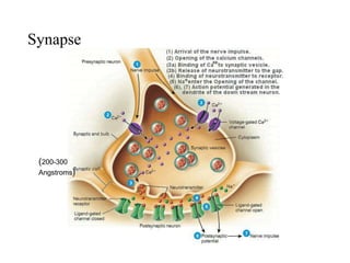 Synapse
(200-300
Angstroms)
 