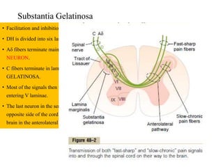 Substantia Gelatinosa
• Facilitation and inhibition occurs within the dorsal horn of spinal cord.
• DH is divided into six laminae based on the synaptic connection of afferent neurons.
• Aδ fibers terminate mainly in lamina 1 of DH and excites SECOND ORDER
NEURON.
• C fibers terminate in lamina 2 and 3 together knows as – SUBSTANTIA
GELATINOSA.
• Most of the signals then pass through one or more additional short fibers before
entering V laminae.
• The last neuron in the series gives rise to long axon which cross immediately to the
opposite side of the cord through anterior commissure ,then passes upwards to the
brain in the anterolateral pathway
 