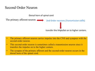 Second Order Neuron
• The primary afferent neuron carries impulse into the CNS and synapses with the
second-order neuron.
• This second-order neuron is sometimes called a transmission neuron since it
transfers the impulse on to the higher centers.
• The synapse of the primary afferent and the second-order neuron occurs in the
dorsal horn of the spinal cord.
The primary afferent neuron 2nd Order neurons (Transmission cells)
Dorsal horn of spinal cord
transfer the impulse on to higher centers.
 
