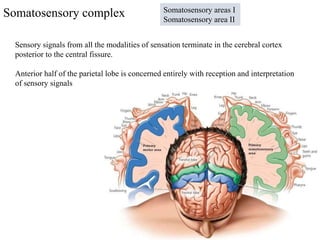 Somatosensory complex
Sensory signals from all the modalities of sensation terminate in the cerebral cortex
posterior to the central fissure.
Anterior half of the parietal lobe is concerned entirely with reception and interpretation
of sensory signals
Somatosensory areas I
Somatosensory area II
 