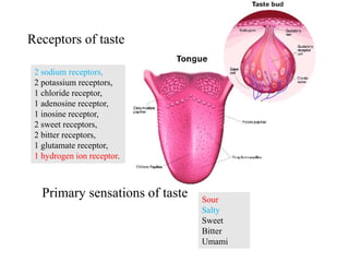 Receptors of taste
2 sodium receptors,
2 potassium receptors,
1 chloride receptor,
1 adenosine receptor,
1 inosine receptor,
2 sweet receptors,
2 bitter receptors,
1 glutamate receptor,
1 hydrogen ion receptor.
Primary sensations of taste Sour
Salty
Sweet
Bitter
Umami
 