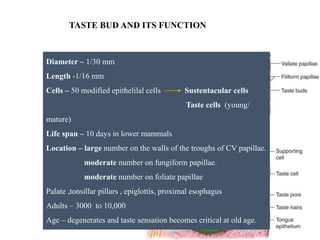 TASTE BUD AND ITS FUNCTION
Diameter – 1/30 mm
Length -1/16 mm
Cells – 50 modified epithelilal cells Sustentacular cells
Taste cells (young/
mature)
Life span – 10 days in lower mammals
Location – large number on the walls of the troughs of CV papillae.
moderate number on fungiform papillae.
moderate number on foliate papillae
Palate ,tonsillar pillars , epiglottis, proximal esophagus
Adults – 3000 to 10,000
Age – degenerates and taste sensation becomes critical at old age.
 