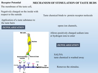 MECHANISM OF STIMULATION OF TASTE BUDS
The membrane of the taste cell,
Negatively charged on the inside with
respect to the outside
Application of a taste substance to
the taste hairs
DEPOLARIZATION
Receptor Potential
Taste chemical binds to protein receptor molecule
opens ion channels,
SALIVA
taste chemical is washed away
Allows positively charged sodium ions
or hydrogen ions to enter
DEPOLARIZATION
Removes the stimulus.
 