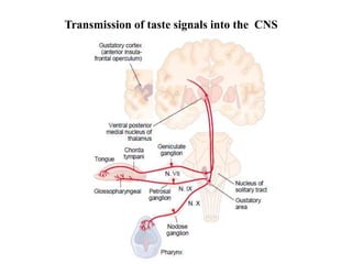 Transmission of taste signals into the CNS
 