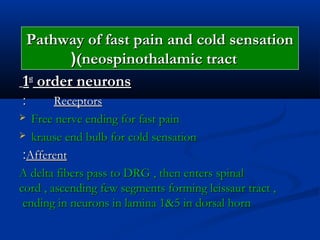 Pathway of fast pain and cold sensationPathway of fast pain and cold sensation
(neospinothalamic tract(neospinothalamic tract((
11stst
order neuronsorder neurons
ReceptorsReceptors::
 Free nerve ending for fast painFree nerve ending for fast pain
 krause end bulb for cold sensationkrause end bulb for cold sensation
AfferentAfferent::
A delta fibers pass to DRG , then enters spinalA delta fibers pass to DRG , then enters spinal
cord , ascending few segments forming leissaur tract ,cord , ascending few segments forming leissaur tract ,
ending in neurons in lamina 1&5 in dorsal hornending in neurons in lamina 1&5 in dorsal horn
 