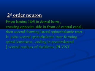 22ndnd
order neuronorder neuron
From lamina 1&5 in dorsal horn ,From lamina 1&5 in dorsal horn ,
crossing opposite side in front of central canal ,crossing opposite side in front of central canal ,
then ascend forming lateral spinothalamic tract .then ascend forming lateral spinothalamic tract .
It joins ventral spinothalamic tract formingIt joins ventral spinothalamic tract forming
spinal lemniscus , ending in posterolateralspinal lemniscus , ending in posterolateral
ventral nucleus of thalalmus (PLVNTventral nucleus of thalalmus (PLVNT((
 