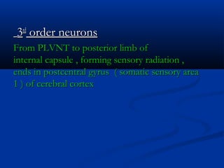 33rdrd
order neuronsorder neurons
From PLVNT to posterior limb ofFrom PLVNT to posterior limb of
internal capsule , forming sensory radiation ,internal capsule , forming sensory radiation ,
ends in postcentral gyrus ( somatic sensory areaends in postcentral gyrus ( somatic sensory area
1 ) of cerebral cortex1 ) of cerebral cortex
 