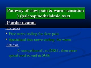 Pathway of slow pain & warm sensationPathway of slow pain & warm sensation
(paleospinothalalmic tract(paleospinothalalmic tract((
11stst
order neuronorder neuron
ReceptorsReceptors
 Free nerve ending for slow painFree nerve ending for slow pain
 Specialized free nerve ending for warmSpecialized free nerve ending for warm
AfferentAfferent
C unmyelinated , to DRG , then enterC unmyelinated , to DRG , then enter
spinal cord to end in SGRspinal cord to end in SGR
 