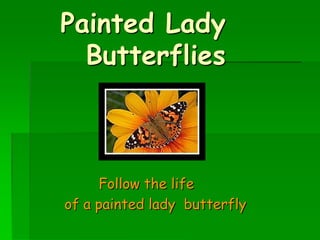 Painted Lady            	Butterflies         Follow the life  of a painted lady  butterfly 