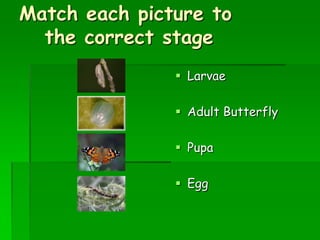 Painted lady butterflies | PPT