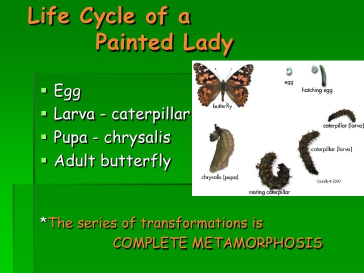 Painted Lady Butterflies