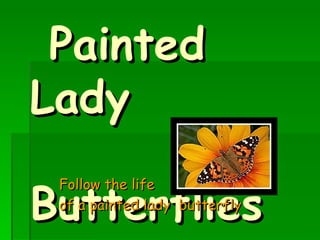 Painted Lady  Butterflies Follow the life  of a painted lady  butterfly 