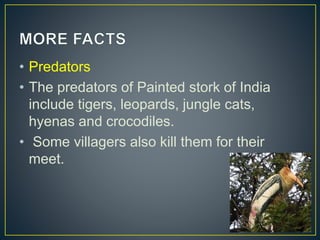 • Predators
• The predators of Painted stork of India
include tigers, leopards, jungle cats,
hyenas and crocodiles.
• Some...