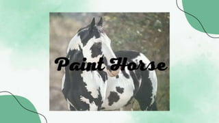 Paint Horse  (3).pptx