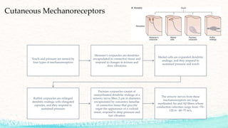 Cutaneous Mechanoreceptors
Touch and pressure are sensed by
four types of mechanoreceptors
Meissner’s corpuscles are dendrites
encapsulated in connective tissue and
respond to changes in texture and
slow vibrations
Merkel cells are expanded dendritic
endings, and they respond to
sustained pressure and touch
Ruffini corpuscles are enlarged
dendritic endings with elongated
capsules, and they respond to
sustained pressure
Pacinian corpuscles consist of
unmyelinated dendritic endings of a
sensory nerve fiber, 2 μm in diameter,
encapsulated by concentric lamellae
of connective tissue that give the
organ the appearance of a cocktail
onion, respond to deep pressure and
fast vibration
The sensory nerves from these
mechanoreceptors are large
myelinated Aα and Aβ fibers whose
conduction velocities range from −70–
120 to −40–75 m/s,
 